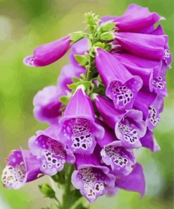 Foxglove Plant paint by number