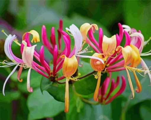 Fuchsia And Yellow Honeysuckle paint by number