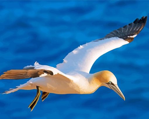 Gannet Bird paint by number