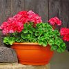 Geraniums paint by number