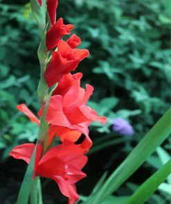 Gladiola Red Flowers paint by numbers