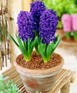 Hyacinth paint by numbers