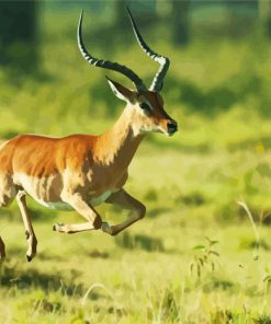 Impala Running paint by numbers