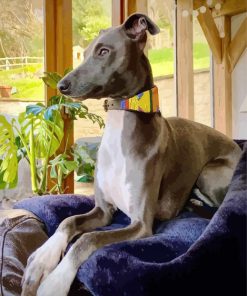 Lurcher Dog On Sofa paint by number