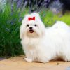 Maltese Dog paint by number