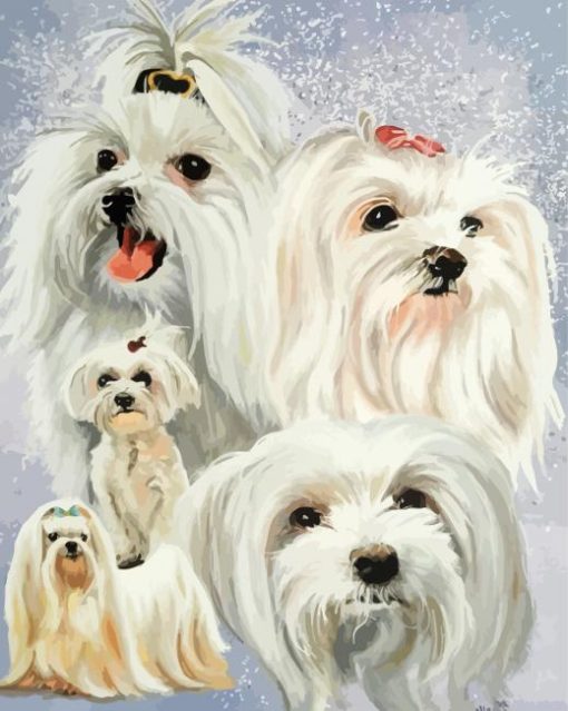 Maltese Dogs paint by number