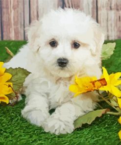 Maltipom And Sunflowers paint by number