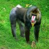 Mandrill paint by number