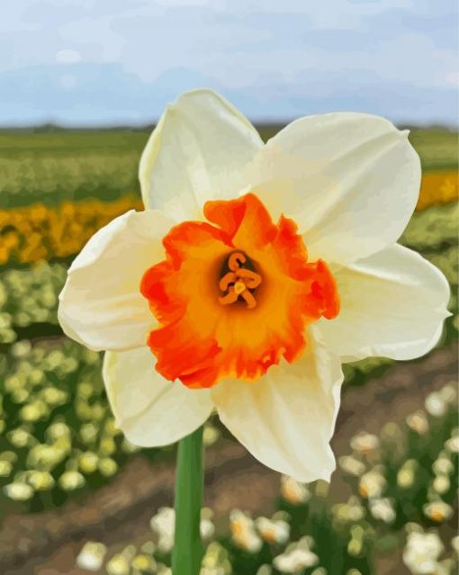 Narcissus Flower paint by number