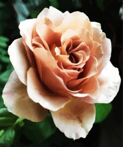 Nude Floribunda Flower paint by number