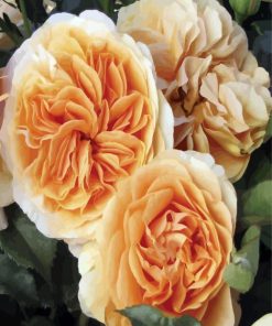 Nude Floribunda Flowers paint by number