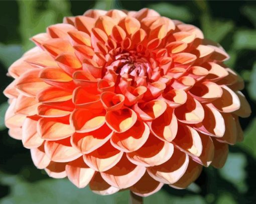 Orange Dahlia paint by numbers