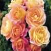 Orange Floribundas paint by number