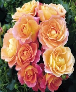 Orange Floribundas paint by number