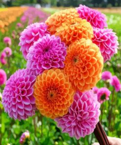 Orange And Pink Dahlias paint by numbers