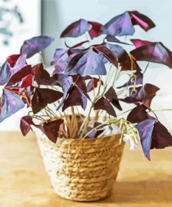 Oxalis Wood Sorrels Plant Pot paint by number