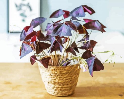 Oxalis Wood Sorrels Plant Pot paint by number