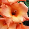 Peachy Gladiola paint by number