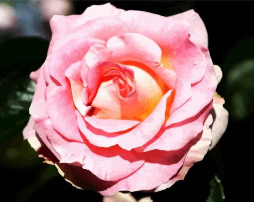 Pink Floribunda Rose paint by number