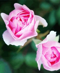 Pink Floribundas paint by number