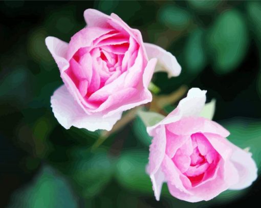 Pink Floribundas paint by number