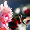 Pink Gladiola And HummingBird paint by number