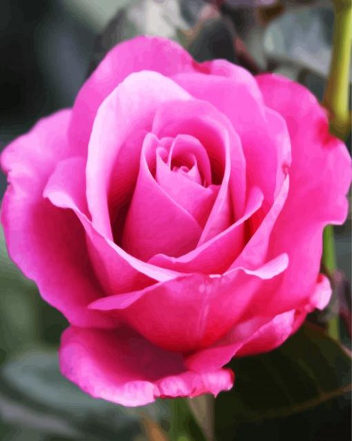 Pink Rose Floribunda paint by number