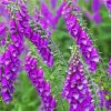 Purple Foxglove Plants paint by number