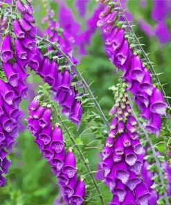 Purple Foxglove Plants paint by number