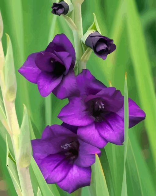 Purple Gladiola paint by number