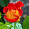 Red And Yellow Floribunda paint by numbers