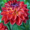 Red Dahlia paint by numbers