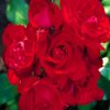 Red Floribunda paint by numbers