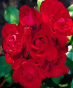 Red Floribunda paint by numbers