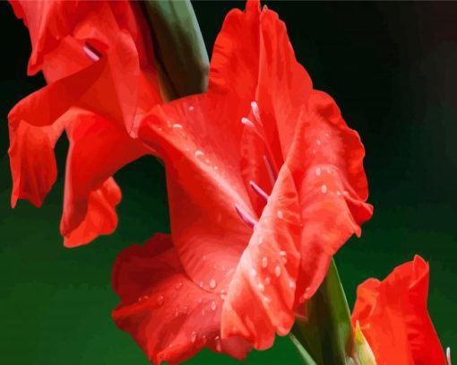 Red Gladiola paint by number