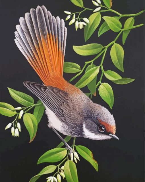 Rufous Fantail Web paint by number