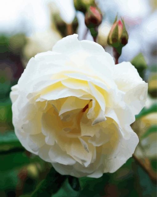 White Floribunda Flower paint by numbers