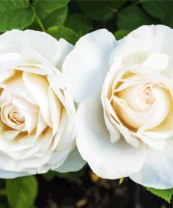 White Blooming Floribunda paint by numbers