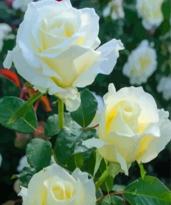 White Floribundas paint by numbers