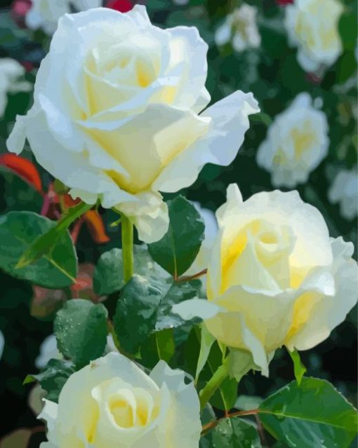 White Floribundas paint by numbers