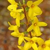 Yellow Forsythia Flowering Plant paint by number