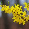 Yellow Forsythia Plant paint by number