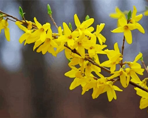 Yellow Forsythia Plant paint by number