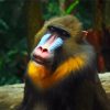 Aesthetic Mandrill paint by number