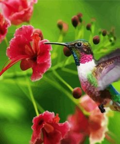 Beautiful Hummingbird paint by number