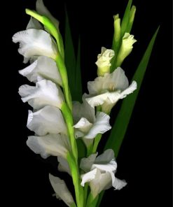 Beautiful White Gladiola paint by numbers