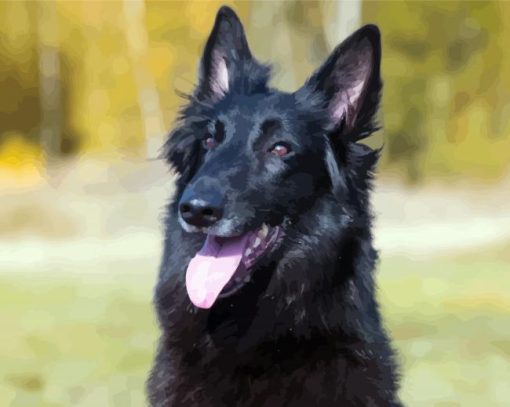 Black Belgian Shepherd paint by number