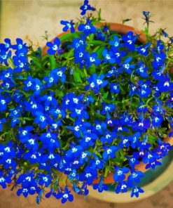 Blue Lobelia paint by numbers