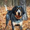 Coonhound Dog paint by number