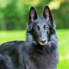 Cute Black Belgian Shepherd paint by number